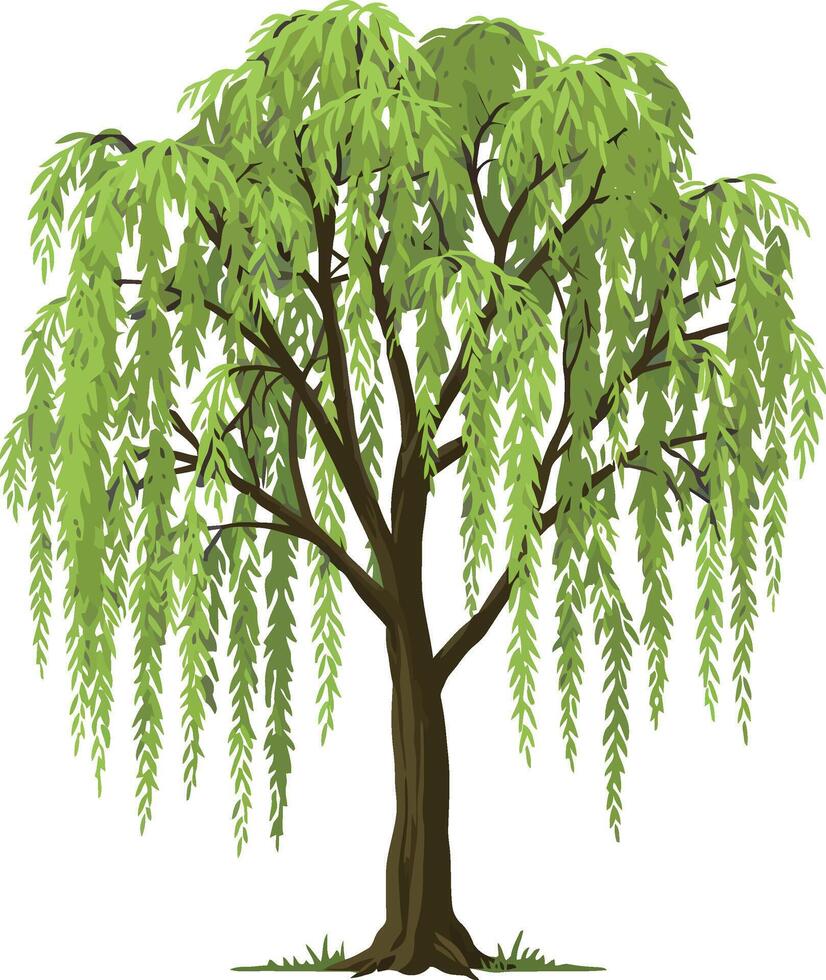 Willow tree with drooping green leaves illustration showing natural tree design and detailed foliage vector