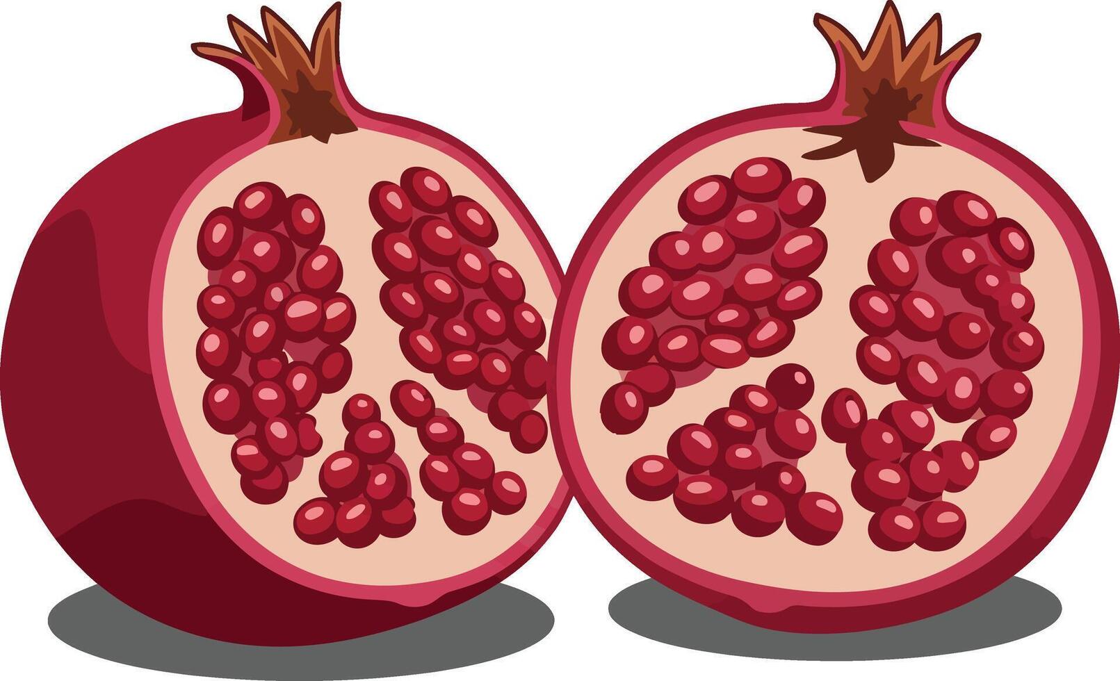 Pomegranate fruit with red seeds and cross section illustration of fresh ripe pomegranate halves vector