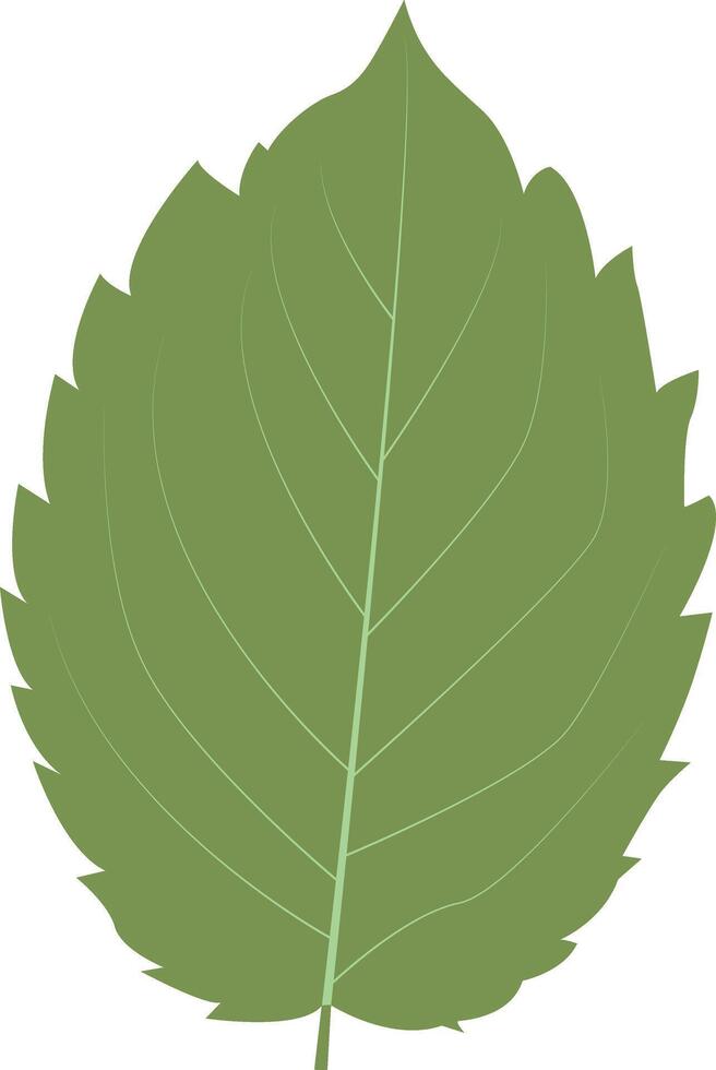 Tropical Leaves Illustration with Flat Design. vector