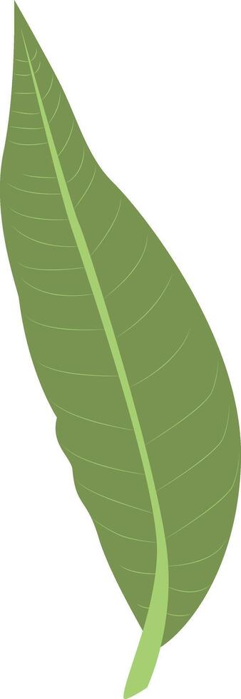 Tropical Leaves Illustration Isolated on White Background. vector