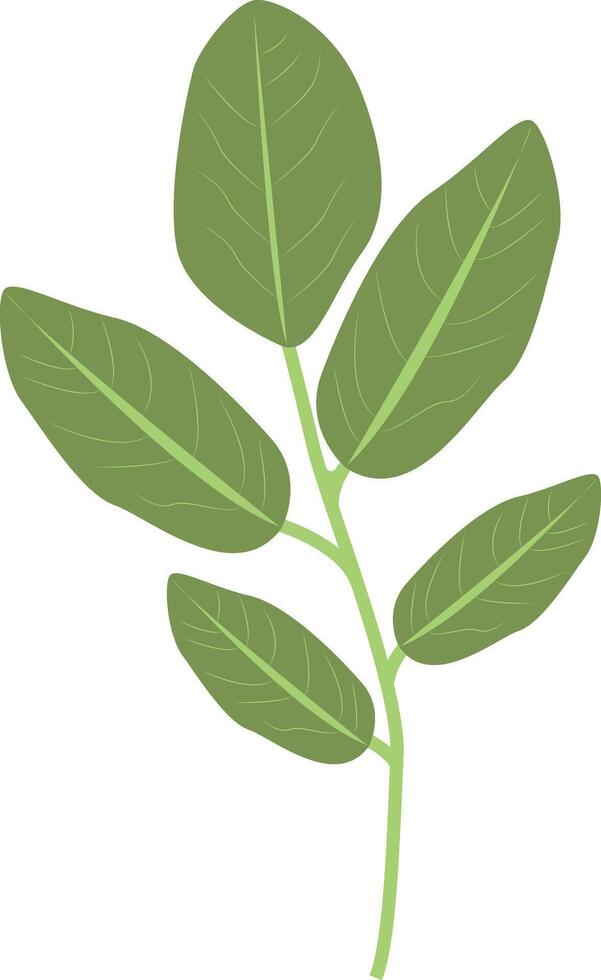 Tropical Leaves Illustration in Cartoon Design. vector