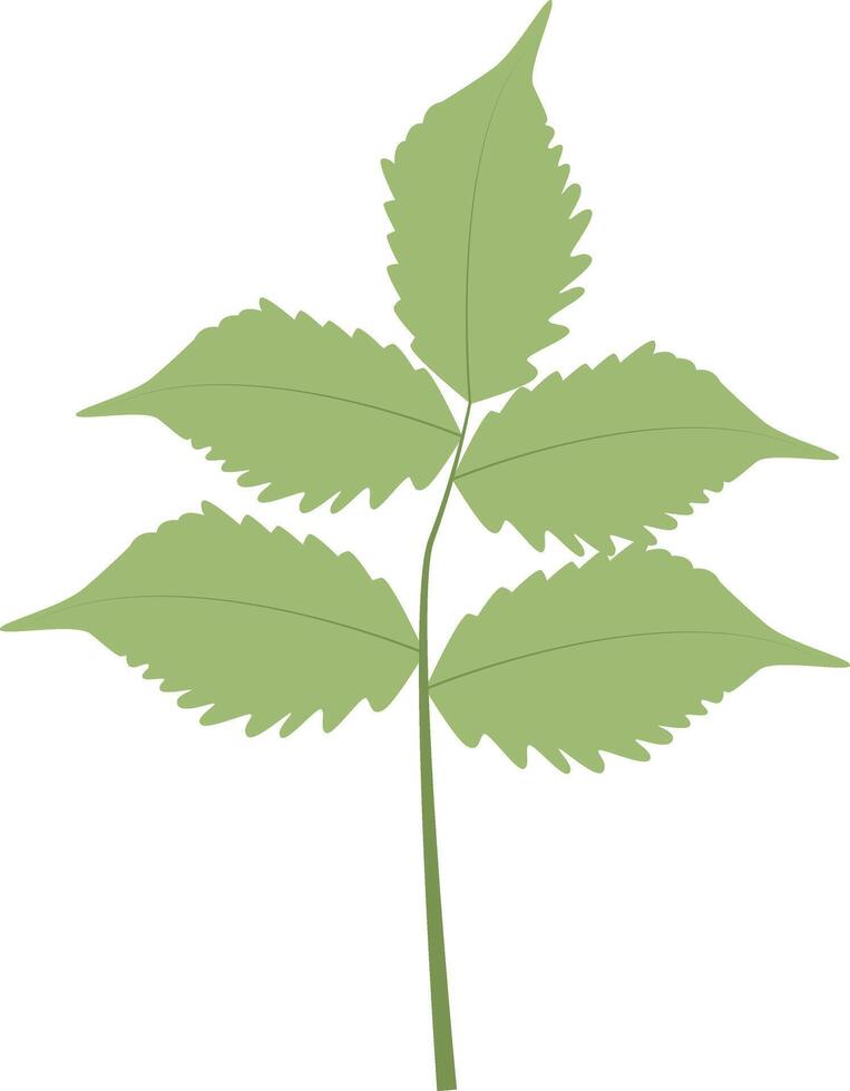 Tropical Leaves Illustration. Isolated on White Background vector