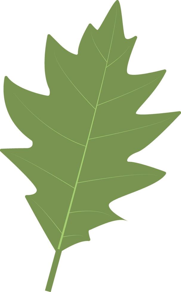 Tropical Leaves Illustration, Isolated on White Background, vector