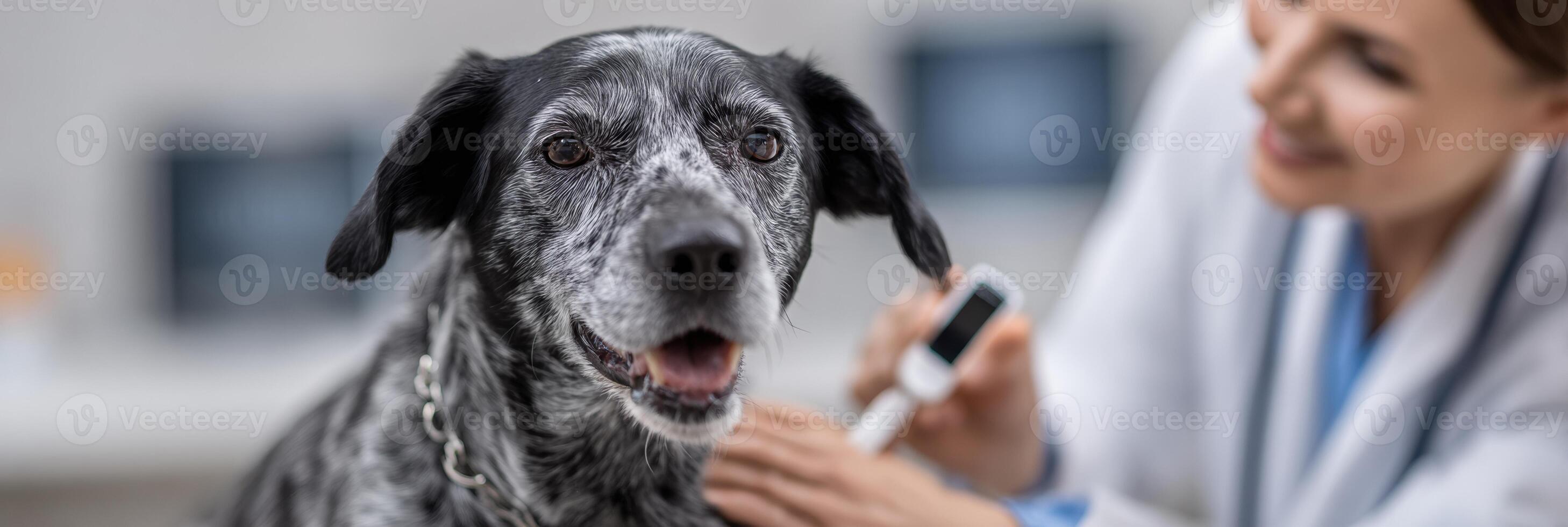 Vet Implants Microchip in Dog at Veterinary Clinic With Tools in Background photo