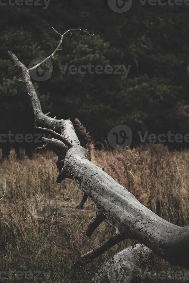 Fallen Tree In A Forest During Autumn With Dry Grass And Branches On The Ground photo