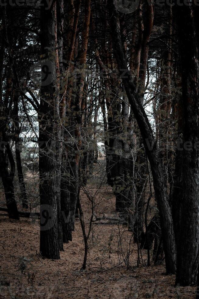 An ominous, dark forest with tall, slender trees and a ground covered in dry leaves. photo
