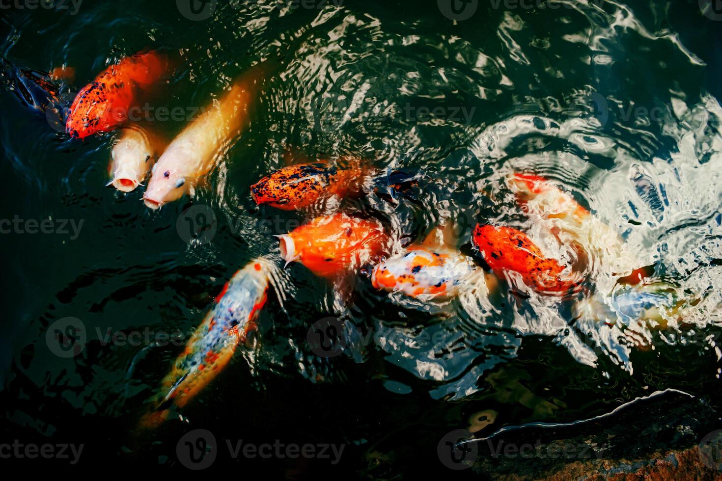 Colourful Koi Fish photo