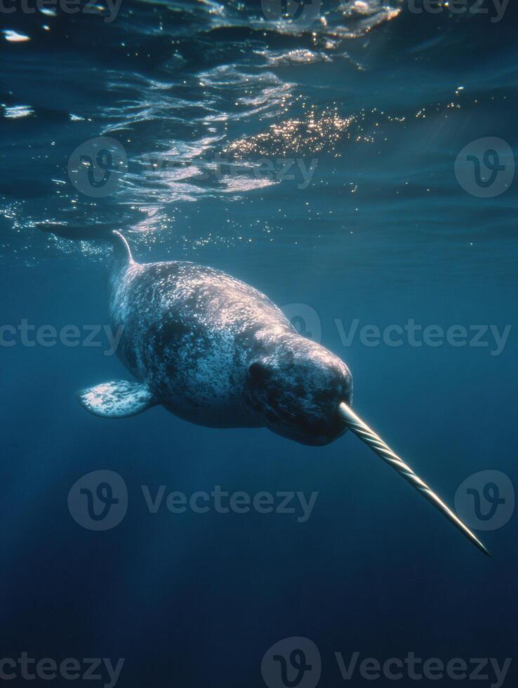 Narwhal Swimming Underwater With Tusk Extended in Serene Blue Environment, Showcasing Marine Life Depths During Daylight Hours photo