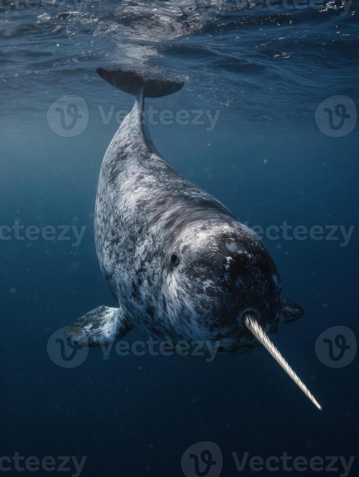 Narwhal Swimming Gracefully Underwater With Its Long Tusk Visible in a Serene Ocean Environment photo