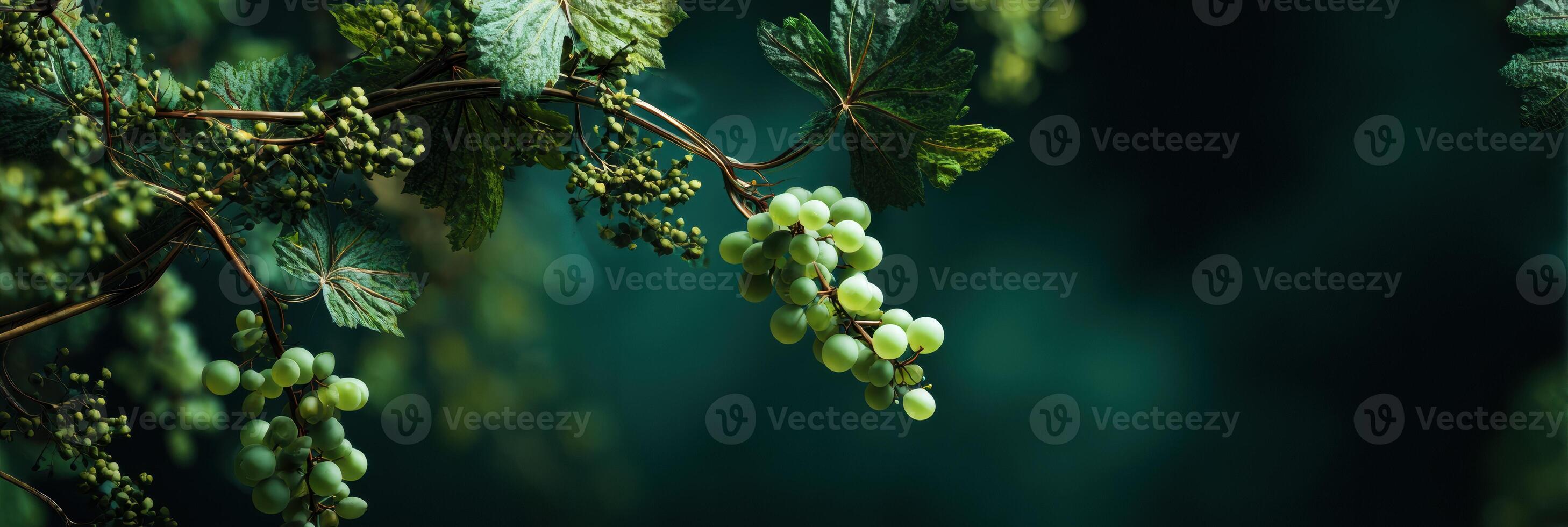 Floating Grapevine Draped Over Deep Green Background Showcasing Luxury Organic Style With Clear Upper Third photo