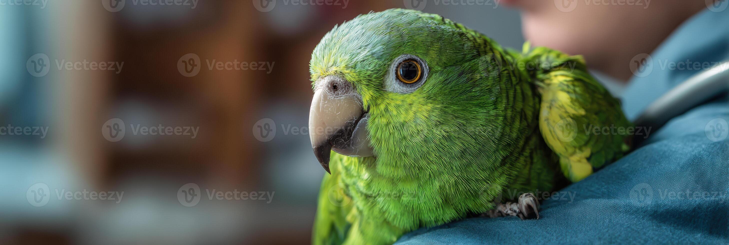 Calm Parrot Perches on Veterinarians Shoulder During a Consultation in Natural Light photo