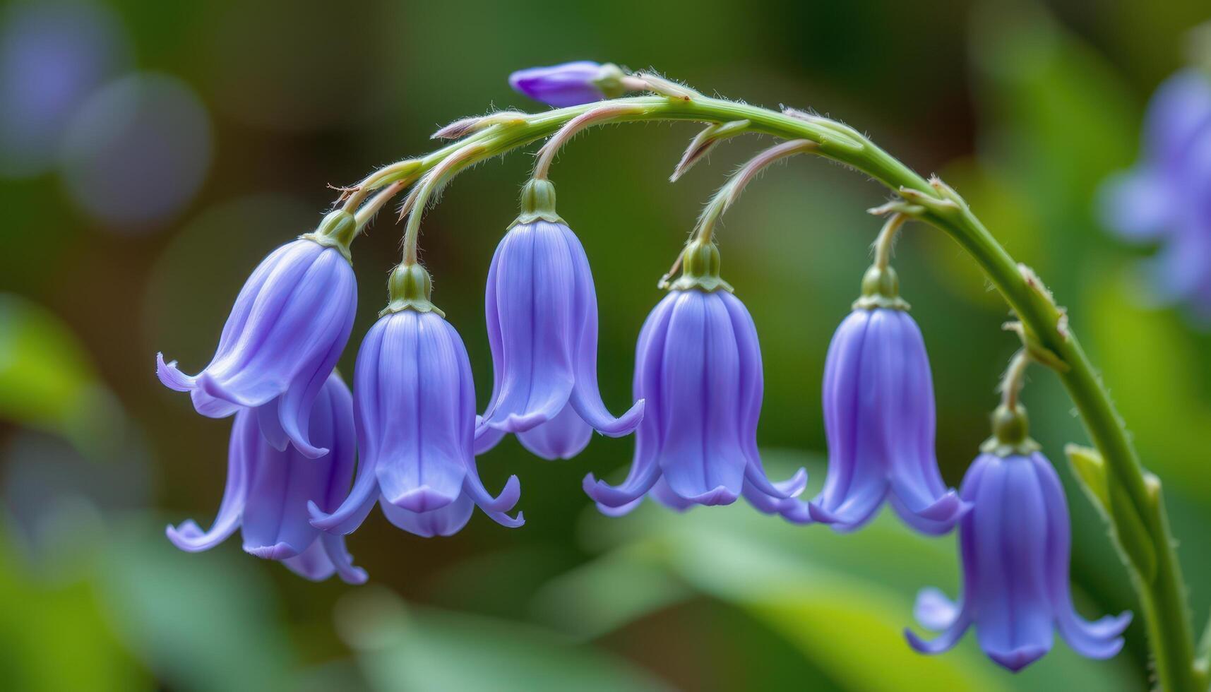 close up view of a bluebell flower with bell shaped blossoms hanging gracefully from an arching stem. photo