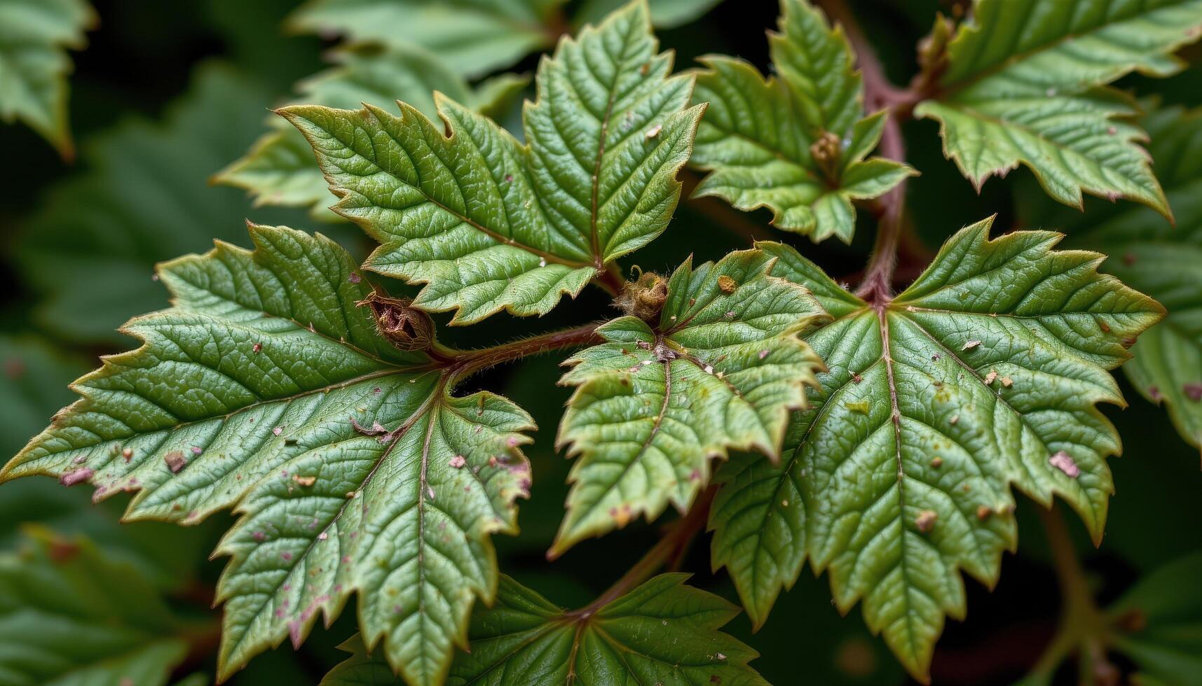 close up view of elder leaves with five pointed structures and thin veins threading through. photo