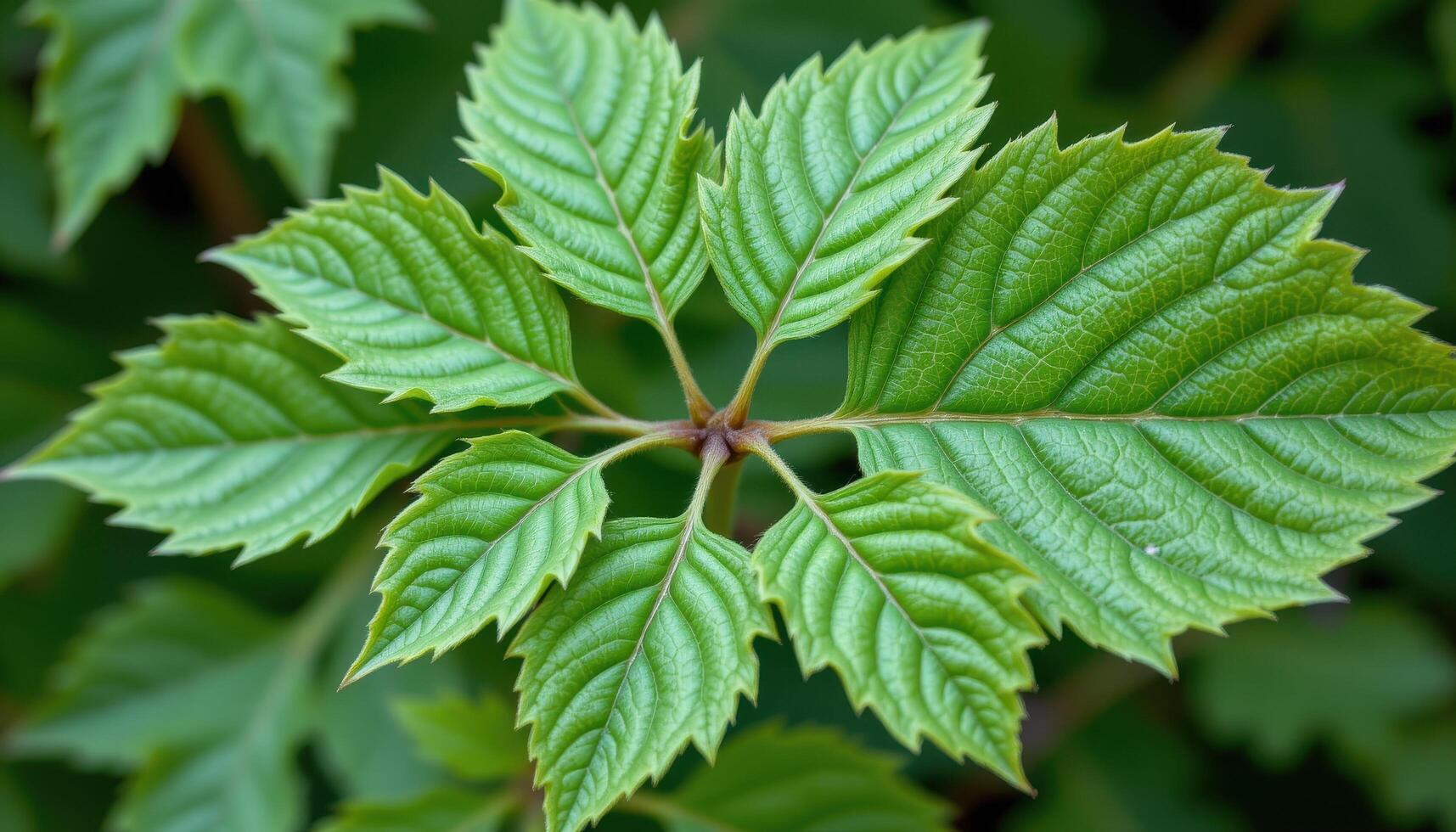 close up view of an elderberry leaf cluster with serrated edges and symmetrical pairs. photo