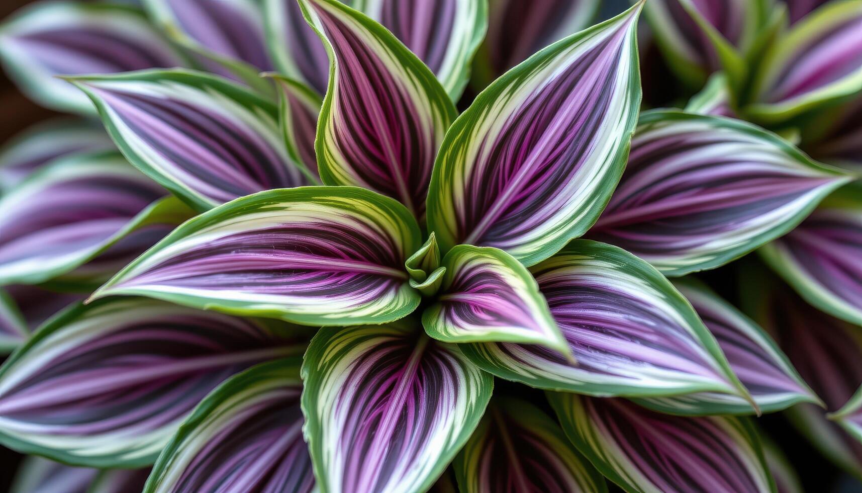 close up view of wandering jew plant leaves in stripes of green, silver, and purple. photo