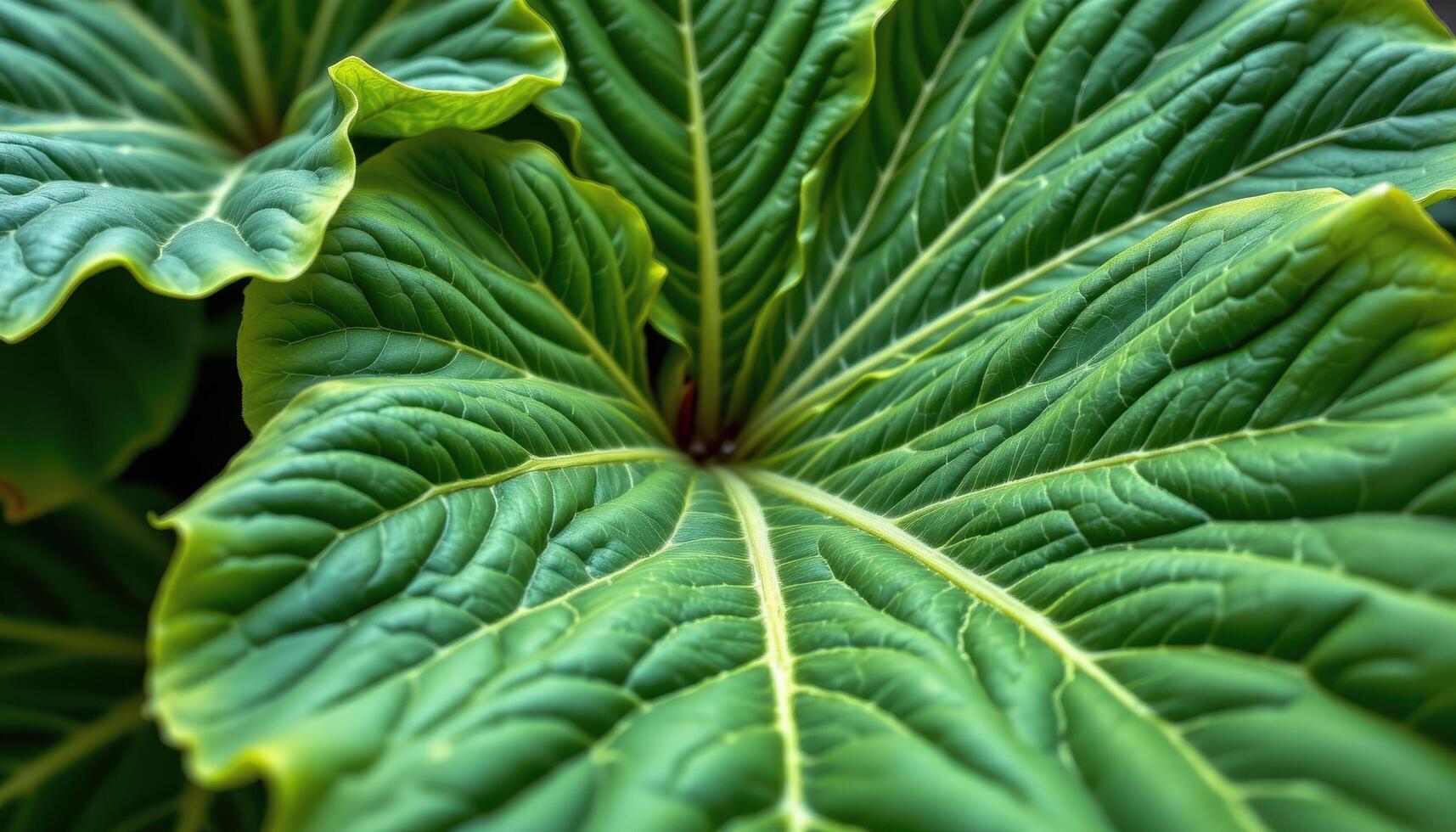 close up view of taro vine leaves spreading outward with bold, shield like shapes and intricate vein structure. photo