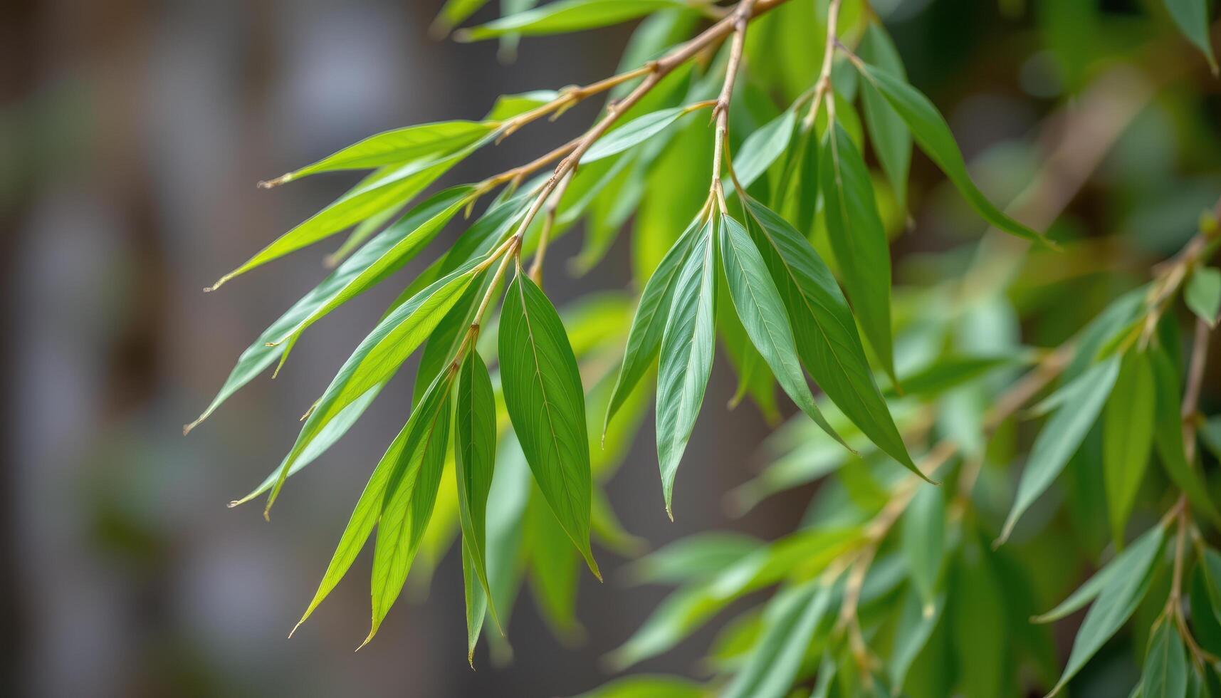 close up view of bamboo leaves dangling gracefully from thin branches, their lance like shapes swaying slightly. photo