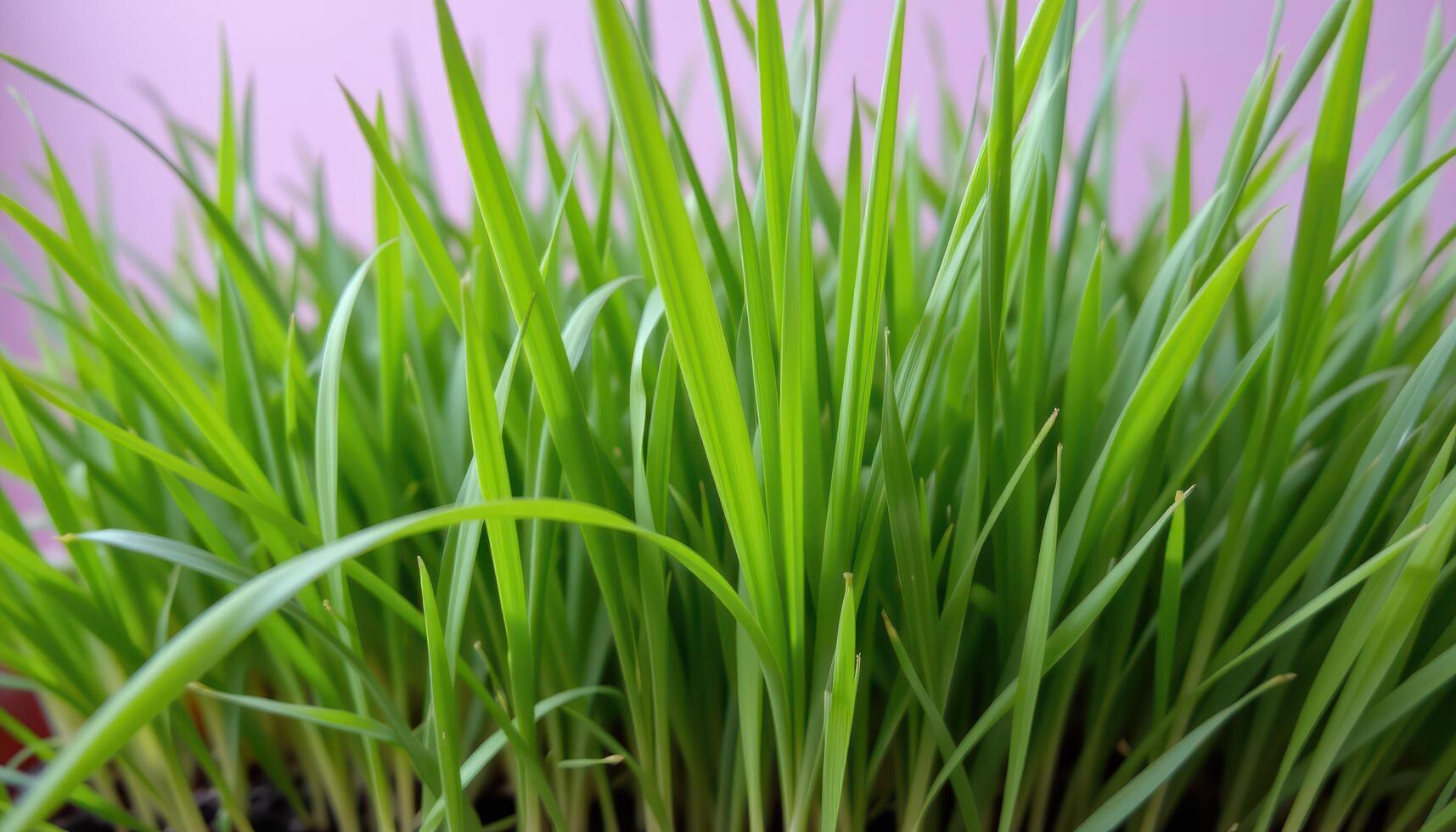 close up view of wheatgrass leaves growing straight and thin in a tight clump of vibrant green. photo