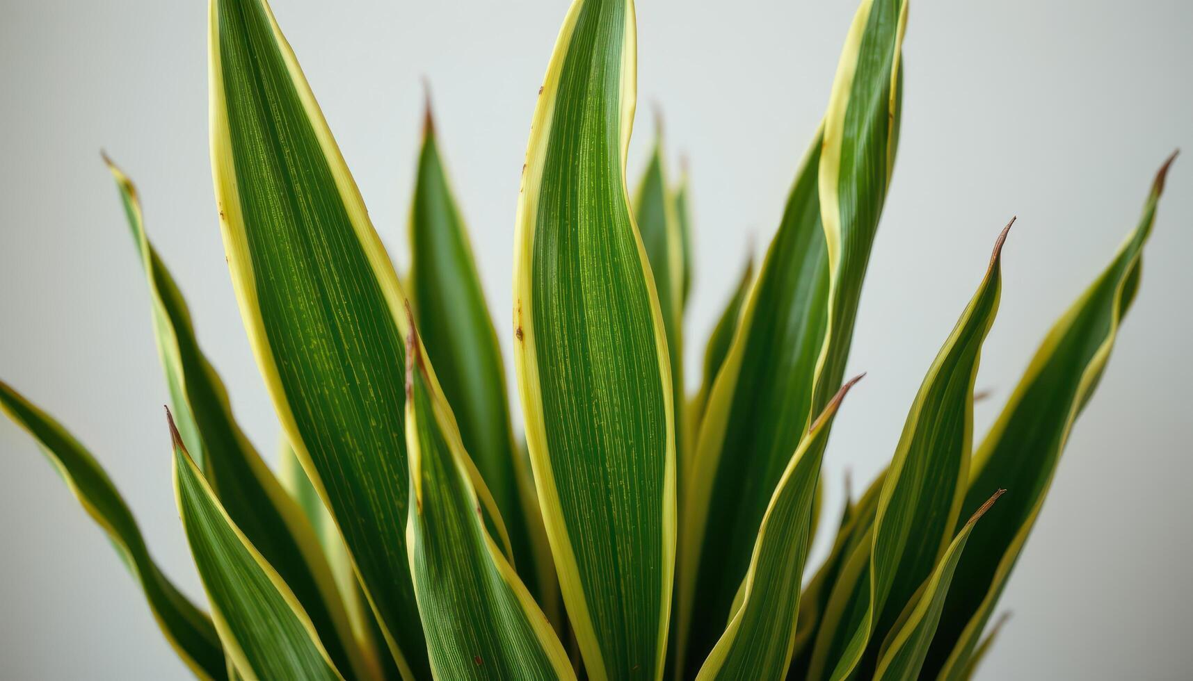 close up view of snake plant leaves standing upright in stark vertical lines. photo