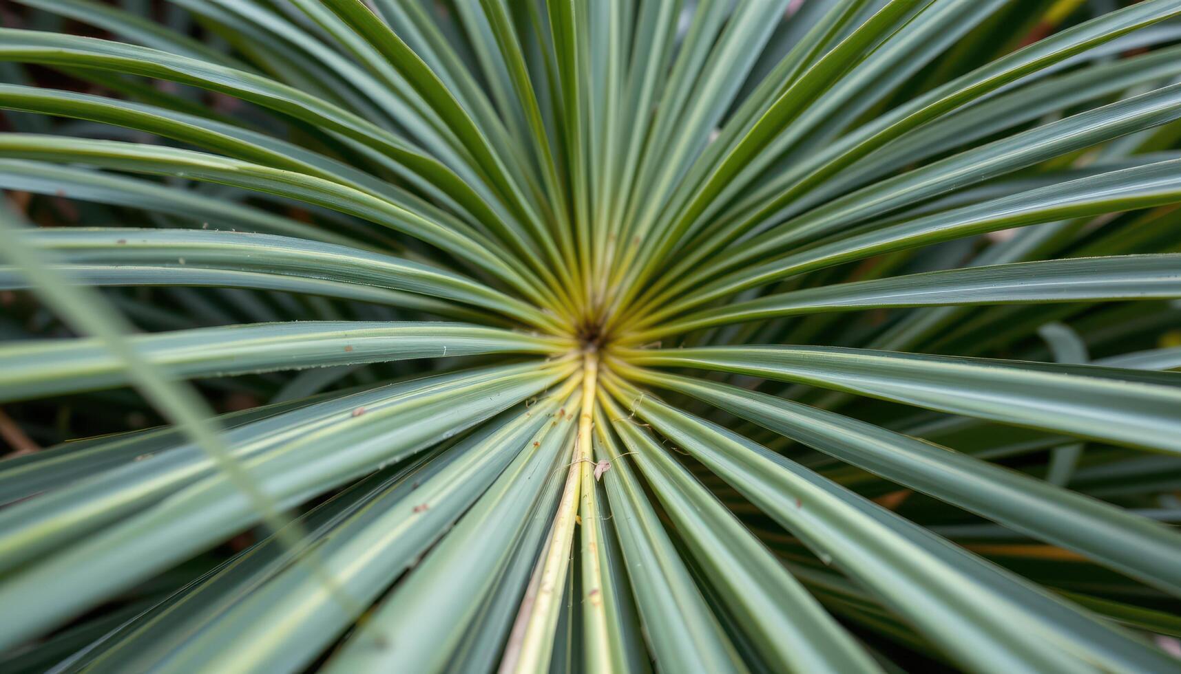 close up view of sago palm leaves stiff and narrow with symmetrical fronds stretching outward. photo