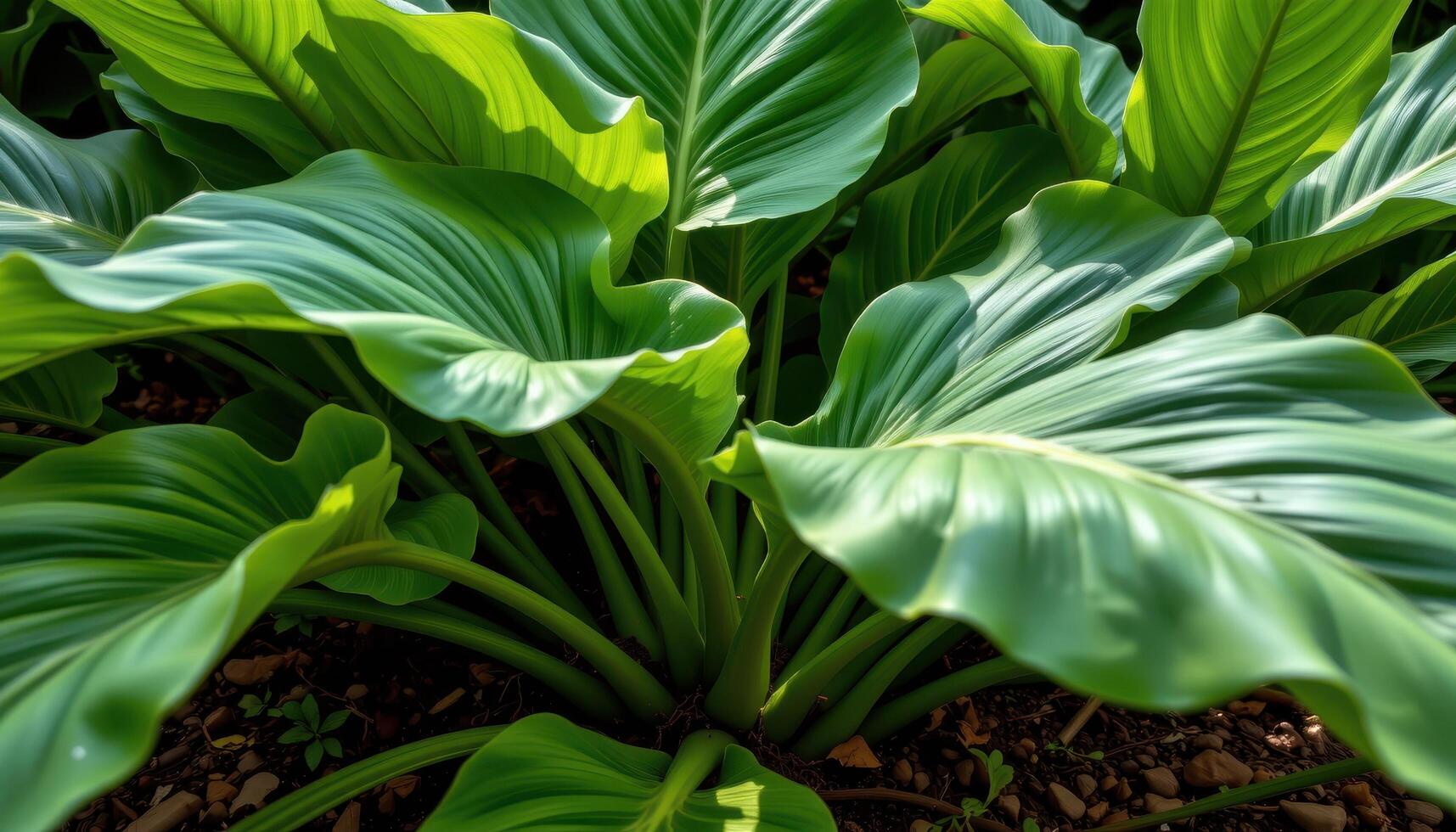 close up view of tropical taro leaves towering over moist soil, their vast surfaces catching light and shadow in smooth gradients. photo
