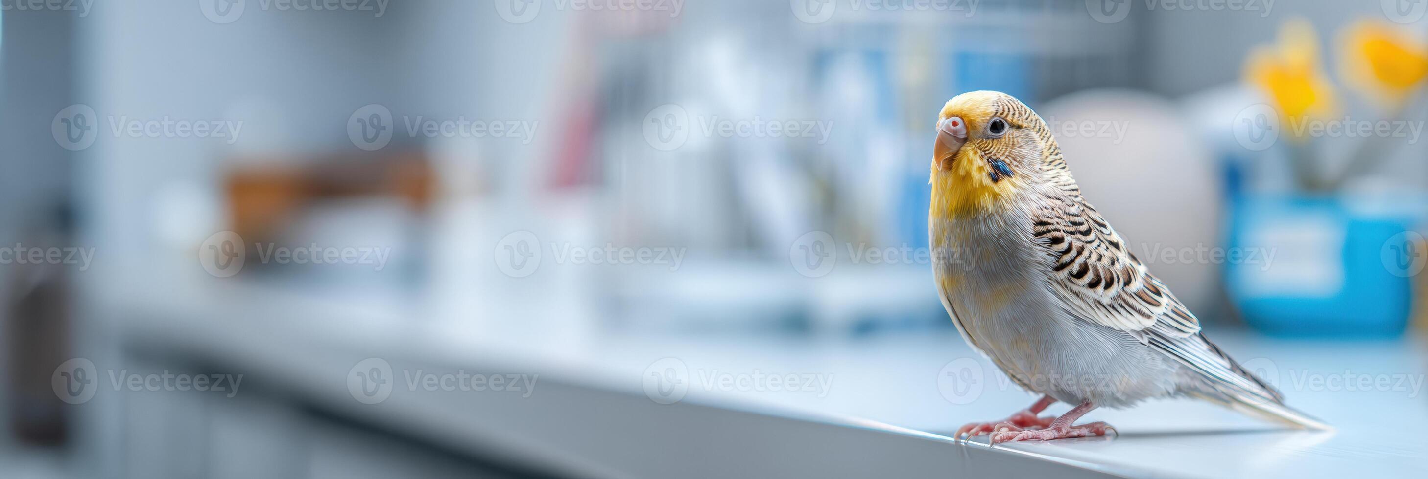 Colorful Bird Perched in a Clean Vet Office Ready for Examination and Care by the Veterinarian in a Tranquil Setting photo