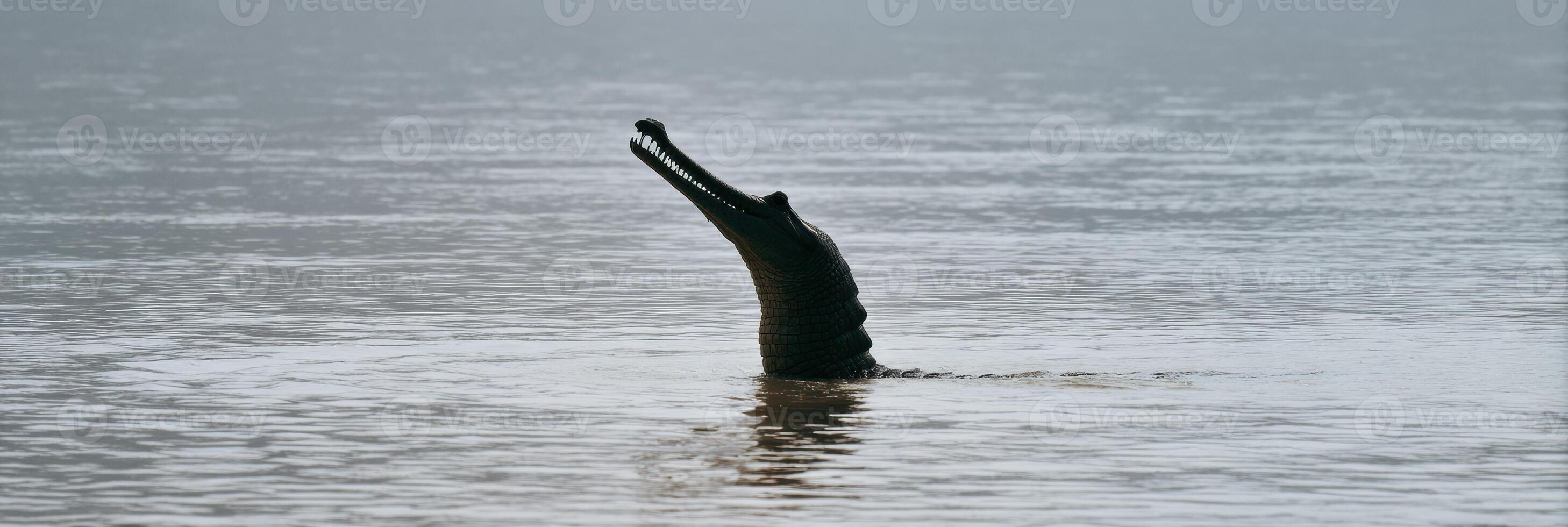 Emerging Gharial With Sharp Snout Silhouetted Against the River at Dawn photo