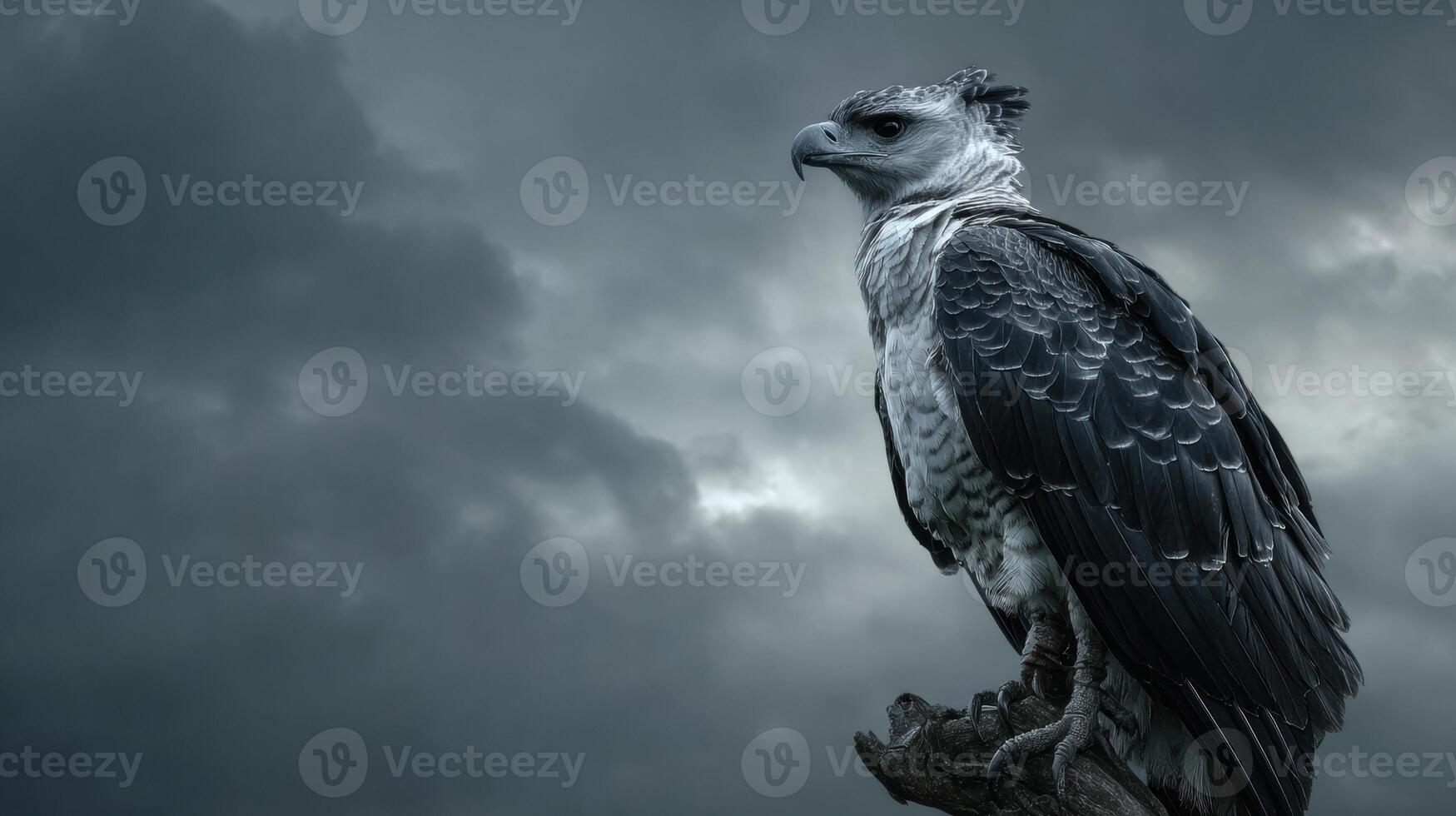 Harpy Eagle Perched Majestically Against a Dramatic Sky Filled With Dark Clouds and Minimal Foreground Details Enhancing Its Powerful Presence photo