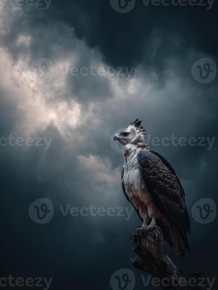 Harpy Eagle Surveying Its Domain Against a Dramatic Sky in the Late Evening Light photo