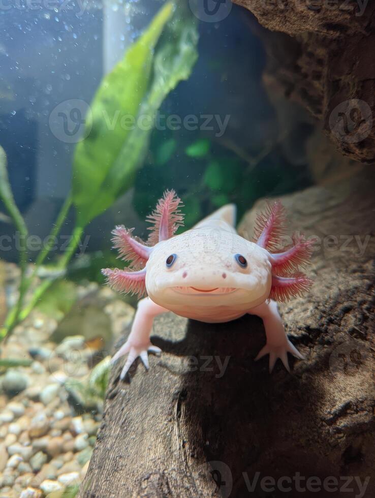 Smiling Axolotl Swimming Gracefully in a Clean Underwater Tank With Bright Lighting and a Serene Aquatic Environment photo