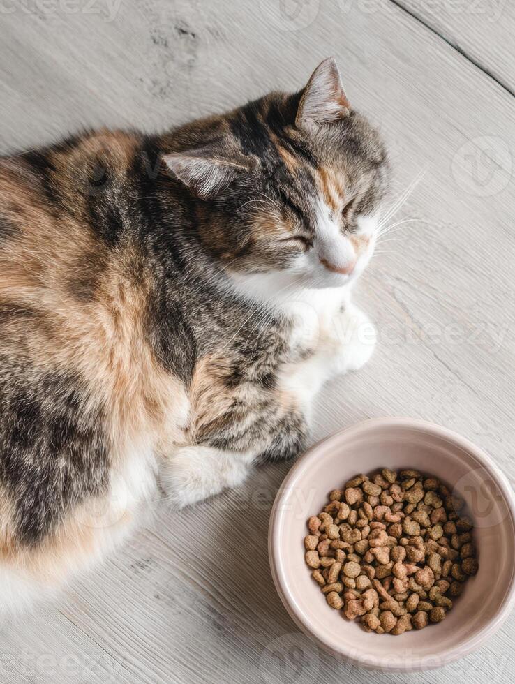 Cat Relaxing Near a Bowl of Freeze-Dried Food on a Light Pastel Surface in a Cozy Setting photo