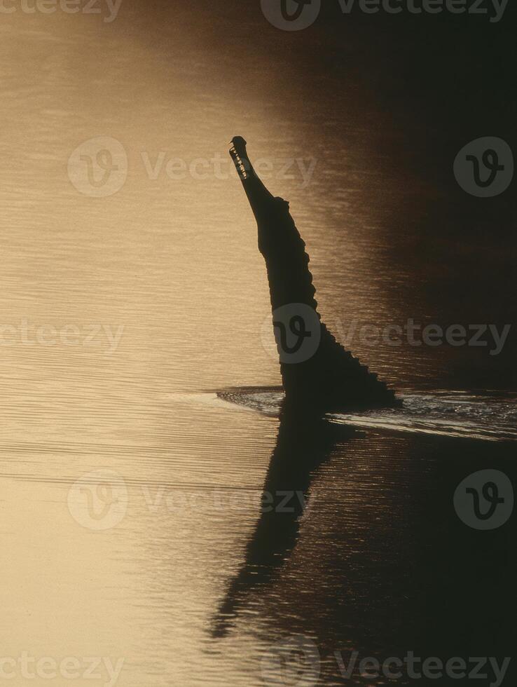 Gharial Emerging From River at Sunset With Sharp Silhouette Against Tranquil Waters photo