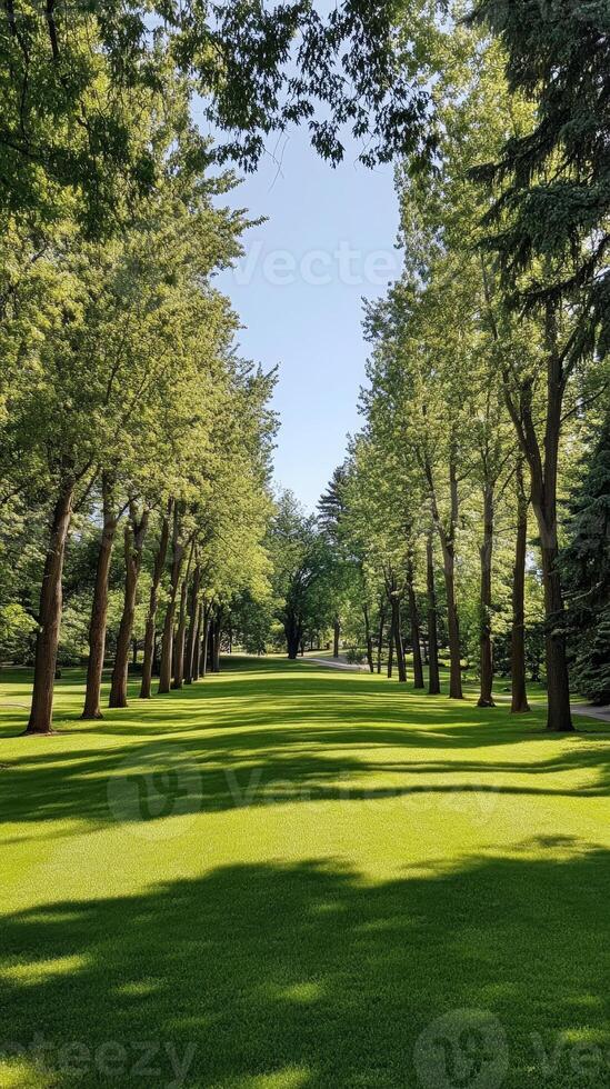 Sun-drenched avenue of majestic trees casting long, intricate shadows on vibrant, lush green grass, creating a serene and inviting natural pathway in a beautiful park. photo