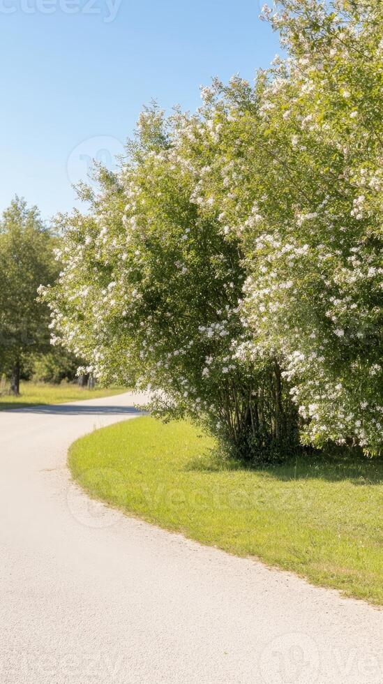 Beautiful White Blossoms Adorn a Lush Green Bush Beside a Winding Road, Capturing the Serenity of a Sunny Spring Day Landscape. photo