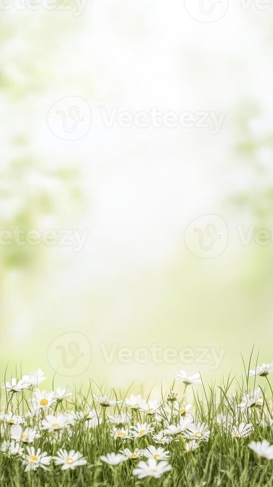 Serene Meadow of White Daisies and Lush Green Grass Under Soft Sunlight A Vibrant Nature Background for Tranquil Designs and Springtime Beauty photo