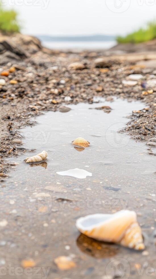 Serene Seashells in a Coastal Puddle A Tranquil Beachside Discovery Reflecting Nature's Gentle Beauty and Peaceful Shoreline Moments photo