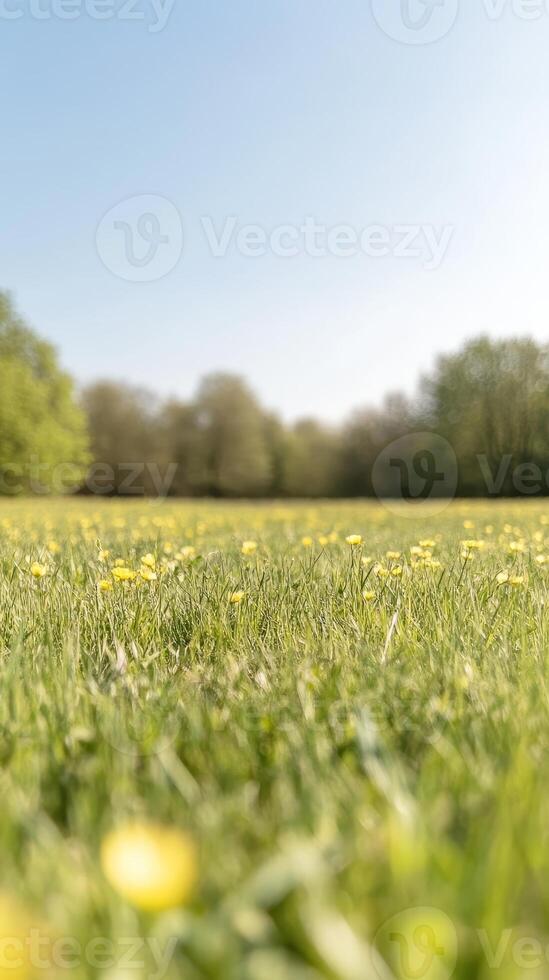 Vibrant Spring Meadow with Golden Buttercups and Lush Green Grass Under a Clear Blue Sky photo
