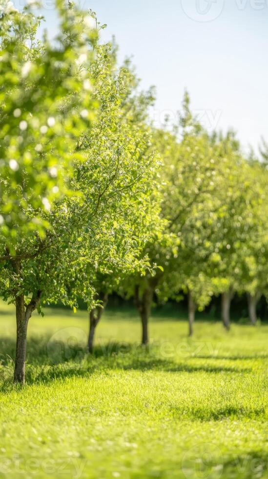 Vibrant Green Trees in Sunlit Orchard A Serene Natural Landscape with Lush Foliage and Bright Grass, Capturing the Essence of Spring photo