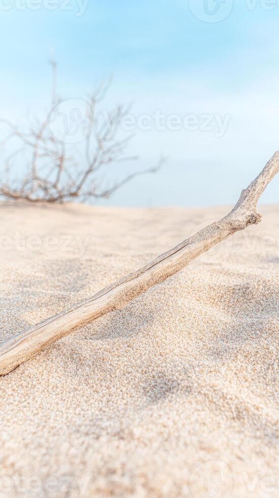 Close-up of weathered driftwood resting on a vast, sandy beach under a clear, serene blue sky, capturing the tranquil beauty of a minimalist coastal landscape. photo