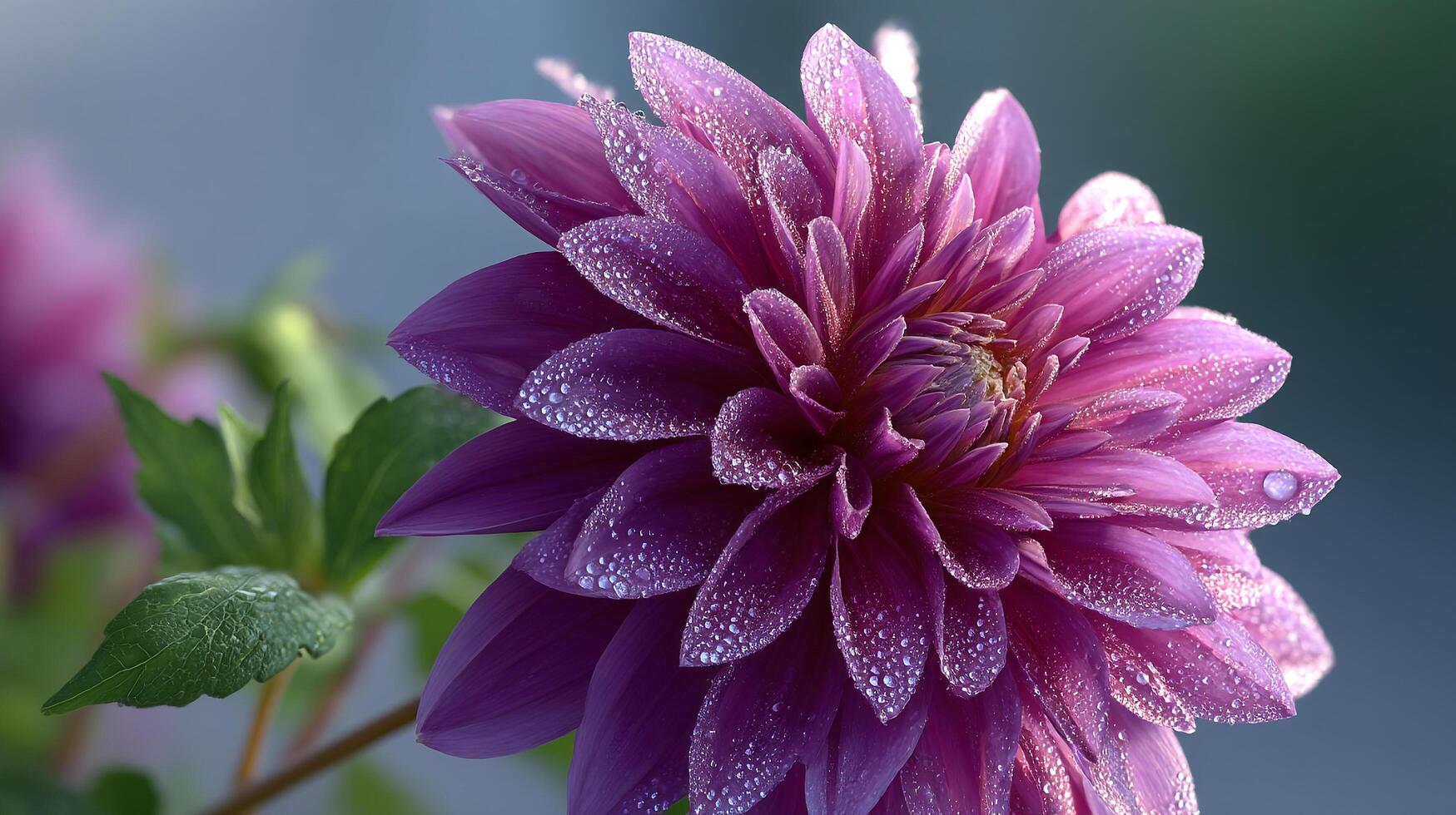 Petals with Natural Background, Photo of Flower