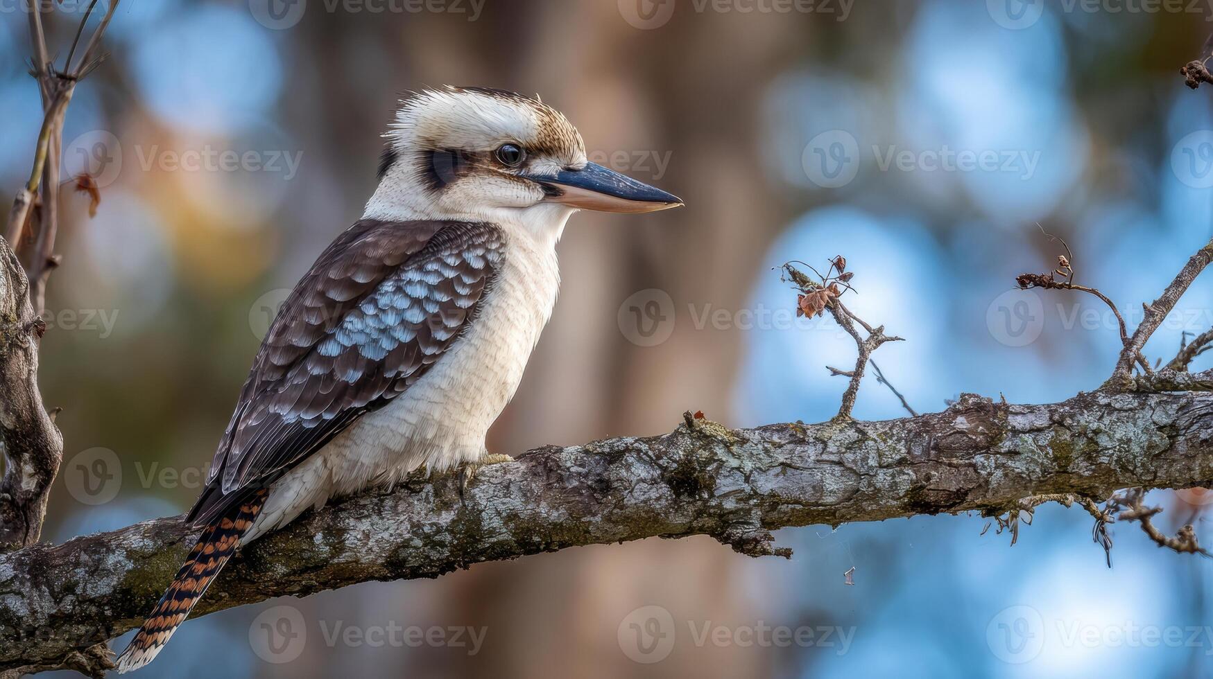 Kookaburra Perched on a Branch Among Blurred Trees With Light Filtering Through the Upper Space in the Background photo