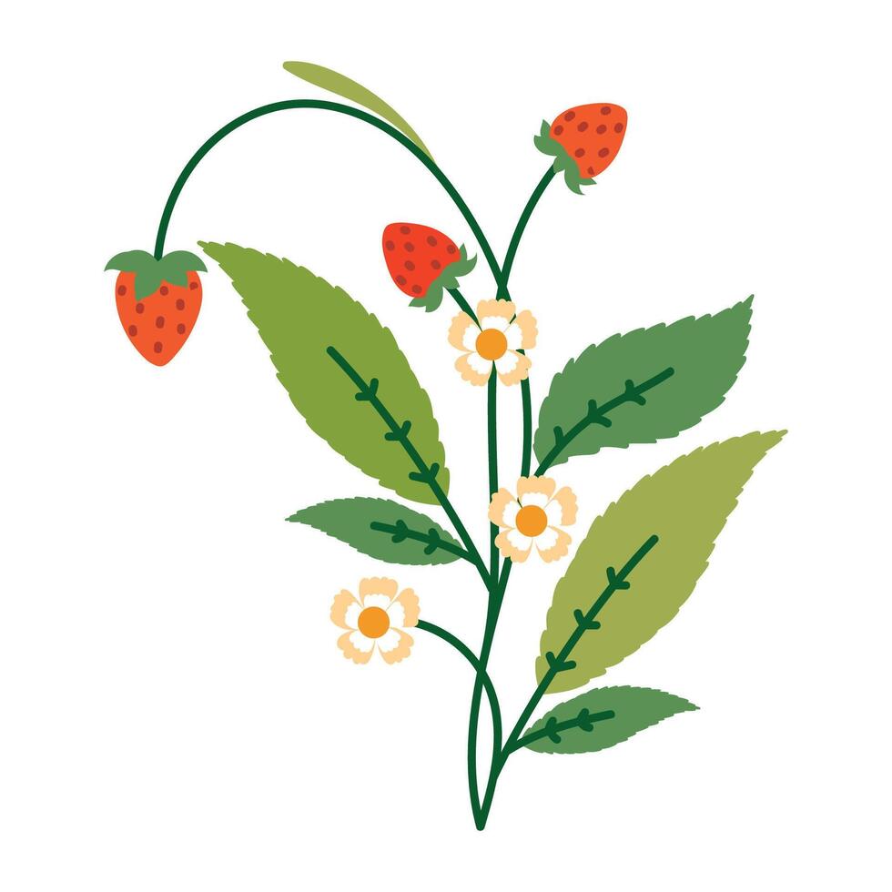 Strawberry Branch with Flowers and Leaves. Colorful plant with cute line sketches of branches isolated on white background. Nature herb perfect for invitations, cards, posters, holidays vector