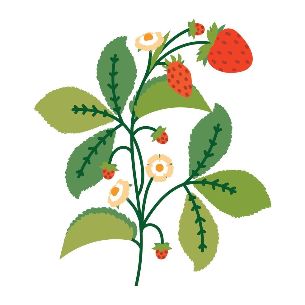 Strawberry Bush with Flowers, Leaves and Berries. Plant with cute line sketches of branches isolated on white background. Nature herb perfect for invitations, cards, posters vector