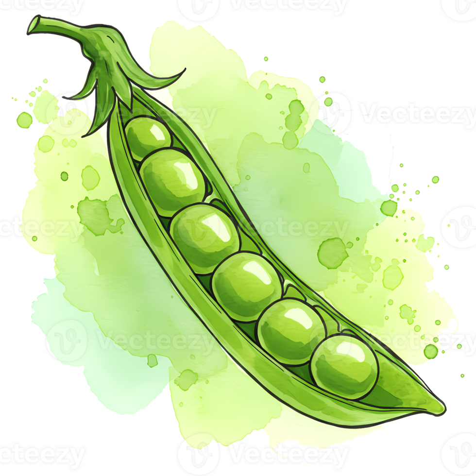 A watercolor painting of a pea pod with six peas inside against a light green and white background on transparent background png