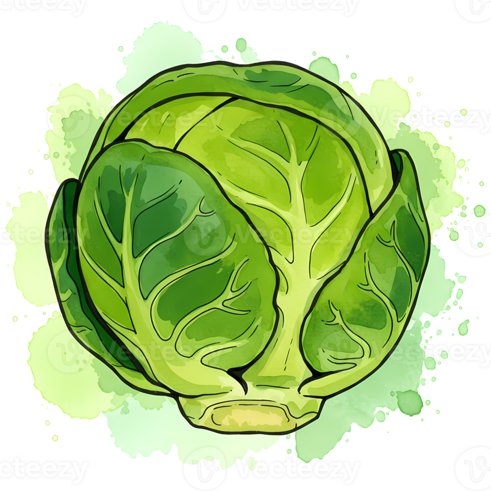 A single brussels sprout with green leaves and watercolor splash effect on a transparent background art png
