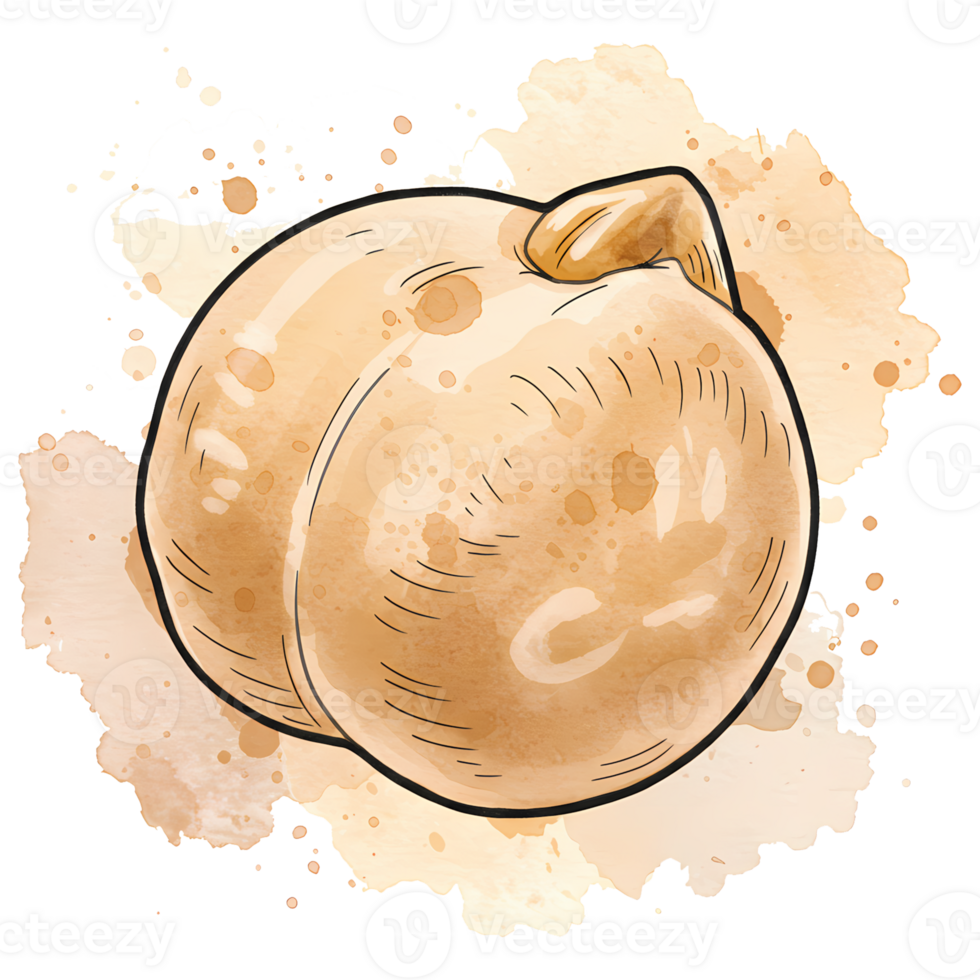 A single chickpea with watercolor splashes and a simple line drawing style on a plain setting on transparent background png