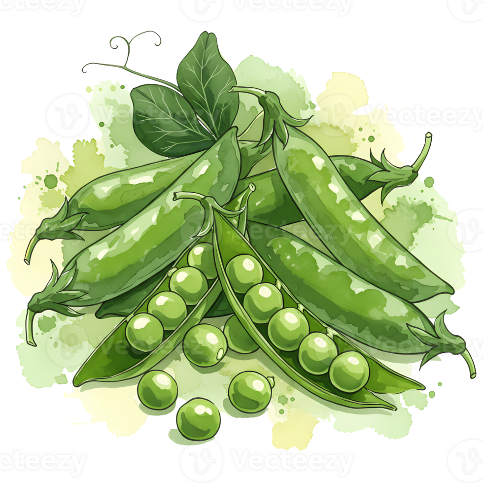 A watercolor style image of several pea pods with peas spilling out on a transparent canvas area on transparent background png