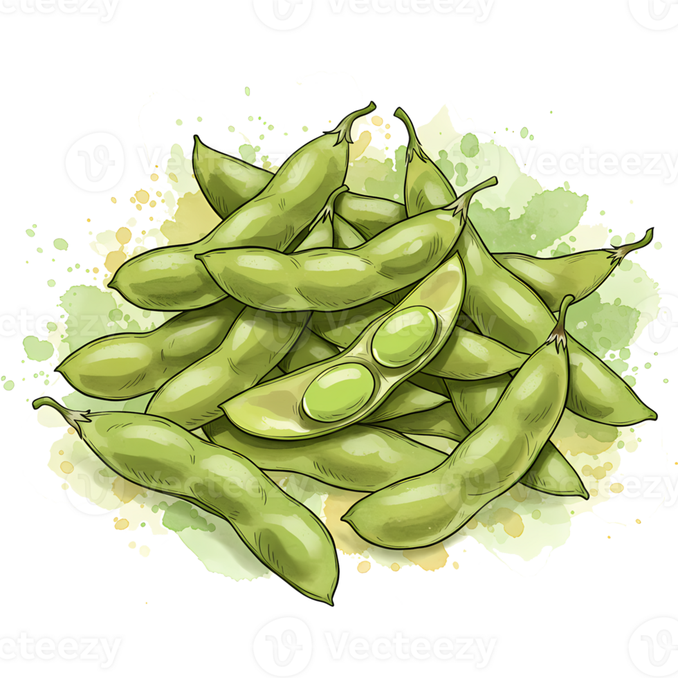 A pile of fresh edamame pods with one pod opened to reveal two beans on a watercolor splash design on transparent background png