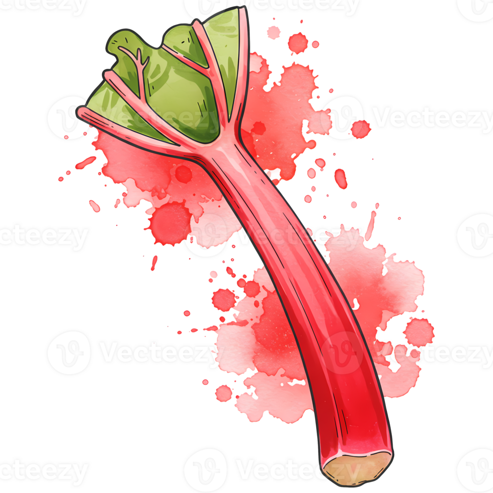 A vibrant rhubarb stalk with watercolor splashes creating a visually appealing and fresh presentation on transparent background png