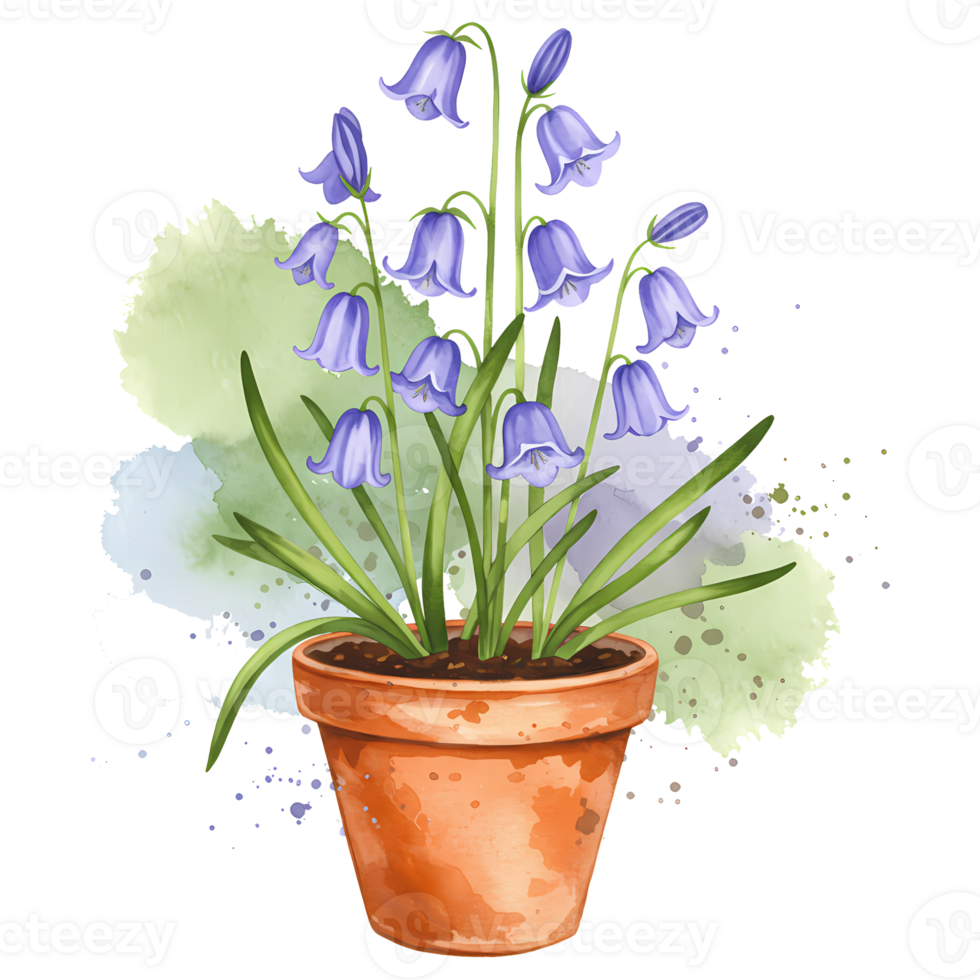 Watercolor potted bluebell plant with green leaves and a splash of color on a transparent layer on transparent background png